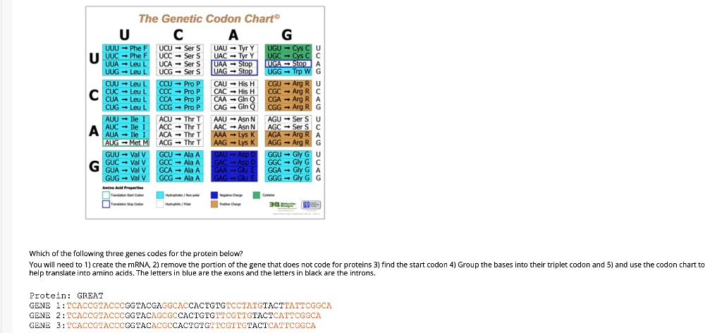 The Genetic Codon Chart®

U
UUU ? Phe F
UUC ? Phe F
UUA ? Leu L
UUG ? Leu L

C
UCU ? Ser S
UCC ? Ser S
UCA ? Ser S
UCG ? Ser S

A
UAU ? Tyr Y
UAC ? Tyr Y
UAA ? Stop
UAG ? Stop

G
UGU ? Cys C
UGC ? Cys C
UGA ? Stop
UGG ? Trp W

U
C
A
G

C
CUU ? Leu L
CUC ? Leu L
CUA ? Leu L
CUG ? Leu L

CCU ? Pro P
CCC ? Pro P
CCA ? Pro P
CCG ? Pro P

CAU ? His H
CAC ? His H
CAA ? Gln Q
CAG ? Gln Q

CGU ? Arg R
CGC ? Arg R
CGA ? Arg R
CGG ? Arg R

U
C
A
G

A
AUU ? Ile I
AUC ? Ile I
AUA ? Ile I
AUG ? Met M

ACU ? Thr T
ACC ? Thr T
ACA ? Thr T
ACG ? Thr T

AAU ? Asn N
AAC ? Asn N
AAA ? Lys K
AAG ? Lys K

AGU ? Ser S
AGC ? Ser S
AGA ? Arg R
AGG ? Arg R

U
C
A
G

G
GUU ? Val V
GUC ? Val V
GUA ? Val V
GUG ? Val V

GCU ? Ala A
GCC ? Ala A
GCA ? Ala A
GCG ? Ala A

GAU ? Asp D
GAC ? Asp D
GAA ? Glu E
GAG ? Glu E

GGU ? Gly G
GGC ? Gly G
GGA ? Gly G
GGG ? Gly G

U
C
A
G

Amino Acid Properties
Translation Start Codon
Translation Stop Codon
Hydrophobic / Non-polar
Hydrophilic / Polar
Negative Charge
Positive Charge
Cysteine