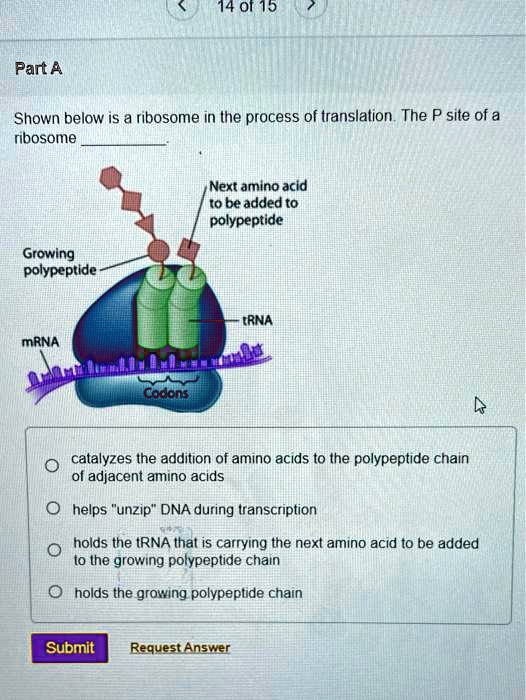 SOLVED 14 0i 15 Part A Shown below is a ribosome in Ihe process of translation The P site of a