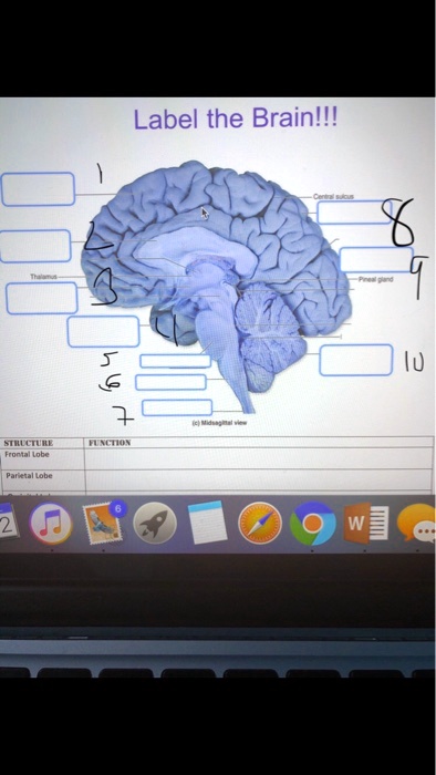 SOLVED: Label the brain I numbered each one to make it easier !!! Label ...