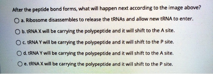 After the peptide bond forms, what will happen next according to the image above?
a. Ribosome disassembles to release the tRNAs and allow new tRNA to enter.
b. tRNA X will be carrying the polypeptide and it will shift to the A site.
c. tRNA Y will be carrying the polypeptide and it will shift to the P site.
d. tRNA Y will be carrying the polypeptide and it will shift to the A site.
e. tRNA X will be carrying the polypeptide and it will shift to the P site.