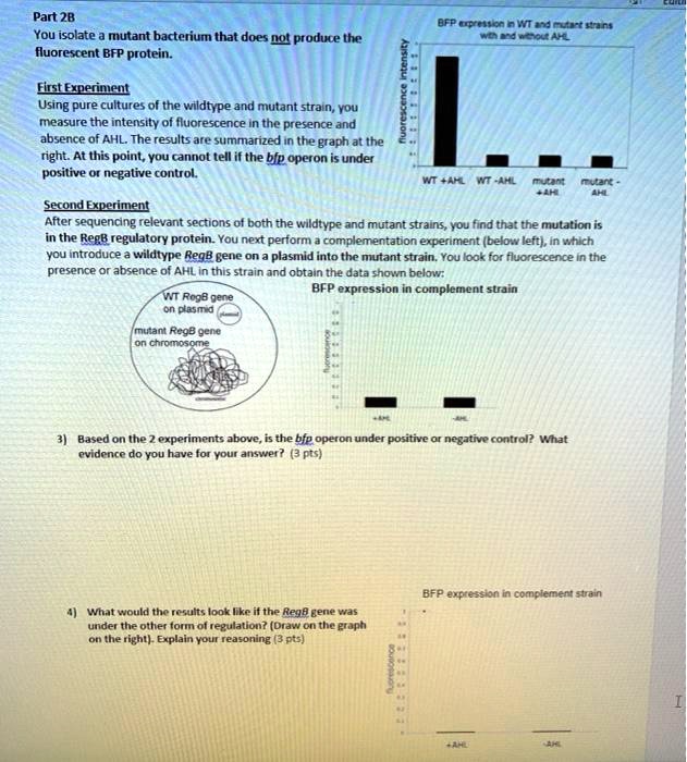 SOLVED: Part 28: You isolate a mutant bacterium that does not produce ...