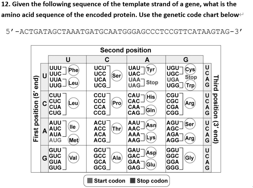 SOLVED12. Given the following sequence of the template strand of a