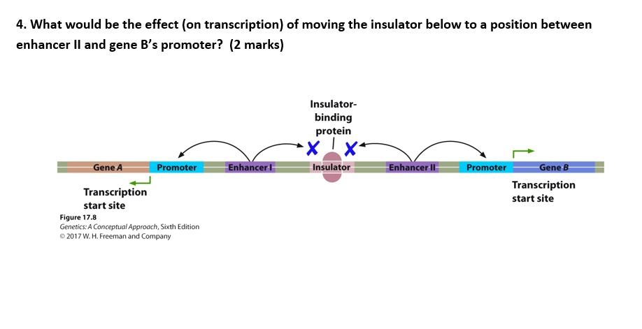 4 what would be the effect on transcription of moving the insulator ...