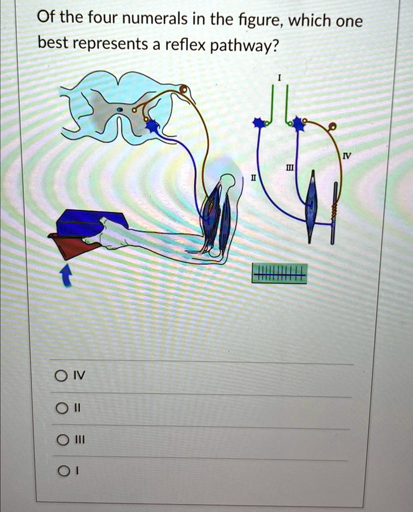 SOLVED: Of The Four Numerals In The Figure, Which One Best Represents A ...