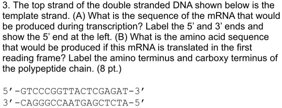 3. The top strand of the double stranded DNA shown below is the template strand. (A) What is the sequence of the mRNA that would be produced during transcription? Label the 5' and 3' ends and show the 5' end at the left. (B) What is the amino acid sequence that would be produced if this mRNA is translated in the first reading frame? Label the amino terminus and carboxy terminus of the polypeptide chain. (8 pt.)

5'-GTCCCGGTTACTCGAGAT-3'
3'-CAGGGCCAATGAGCTCTA-5'