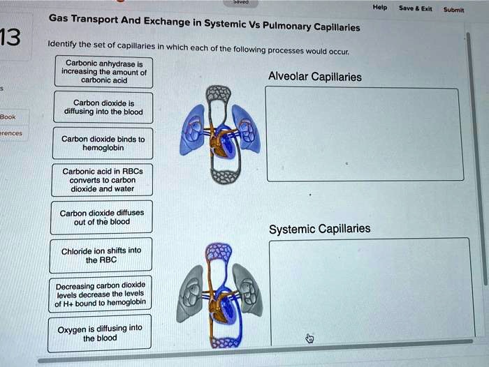 SOLVED Help Save Exit Submit Gas Transport And Exchange in Systemic Vs