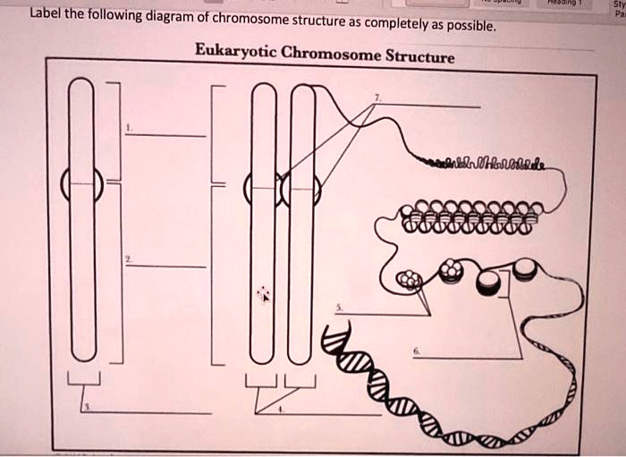 Solved Label The Following Diagram Of Chromosome Structure As Completely As Possible 