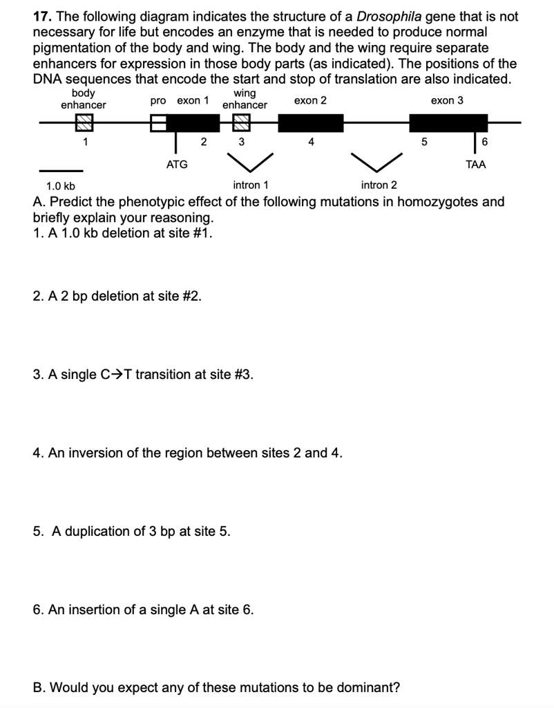 17 the following diagram indicates the structure of a drosophila gene ...