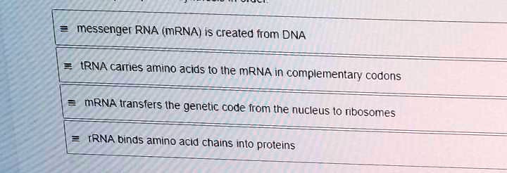 messenger RNA (mRNA) is created from DNA tRNA carries amino acids to ...