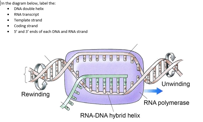 SOLVED: IIn the diagram below, label the: DNA double helix RNA ...