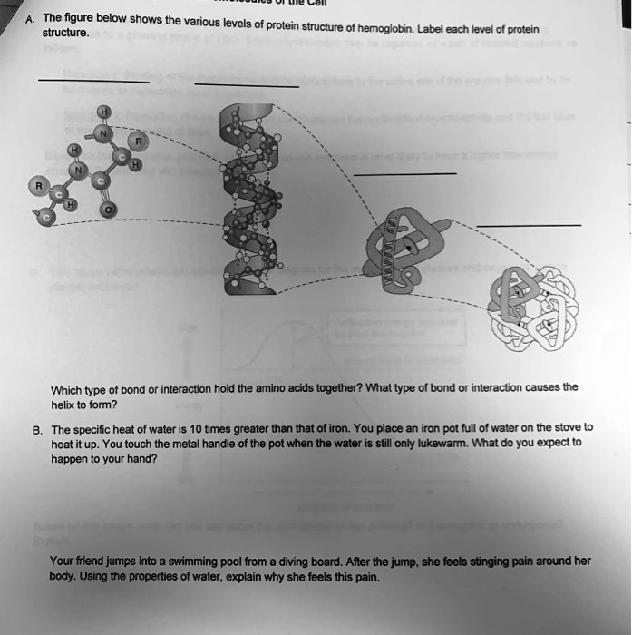SOLVED The figure below shows the various levels of protein structure. Label each level of