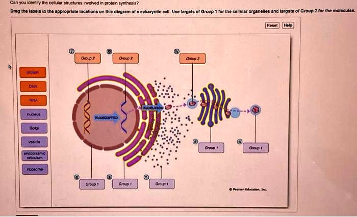 SOLVED: Texts: fill in the letter boxes Can you identify the cellular ...