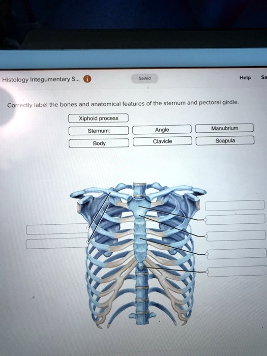 SOLVED: Histology Integumentary S... Saved Help 5 Correctly label the ...