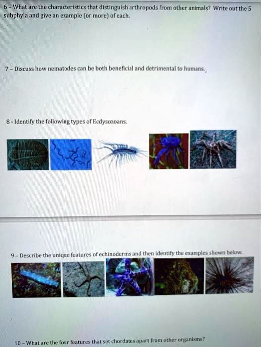 SOLVED: What are the characteristics that distinguish arthropods from ...