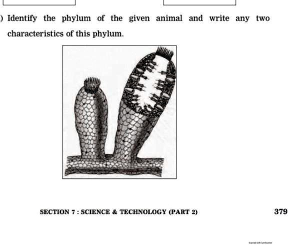 ) Identify the phylum of the given animal and write any two characteristics of this phylum.