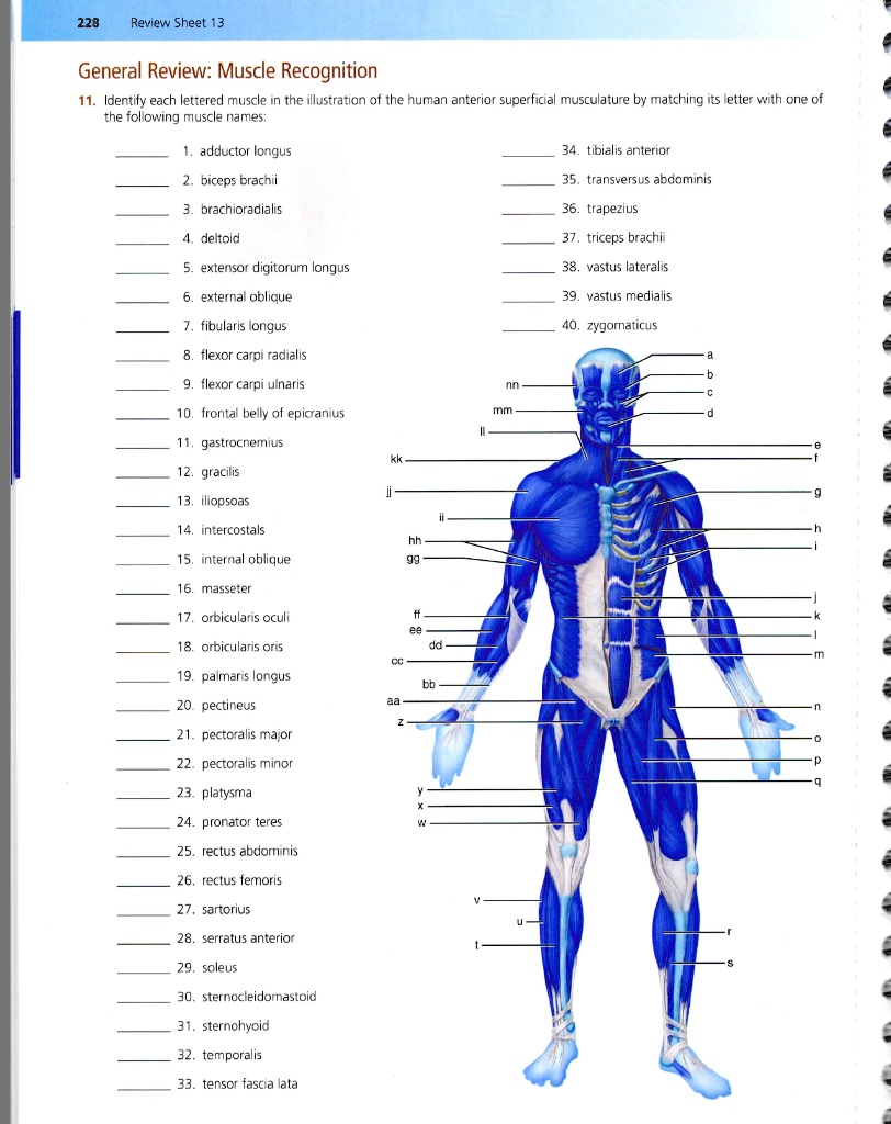 228 Review Sheet 13 General Review: Muscle Recognition 11. Identify ...