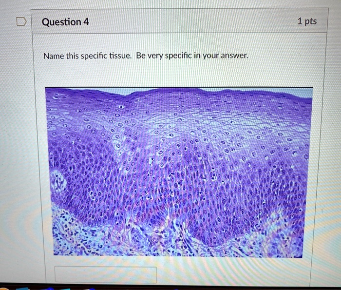 Question 4
1 pts
Name this specific tissue. Be very specific in your answer.