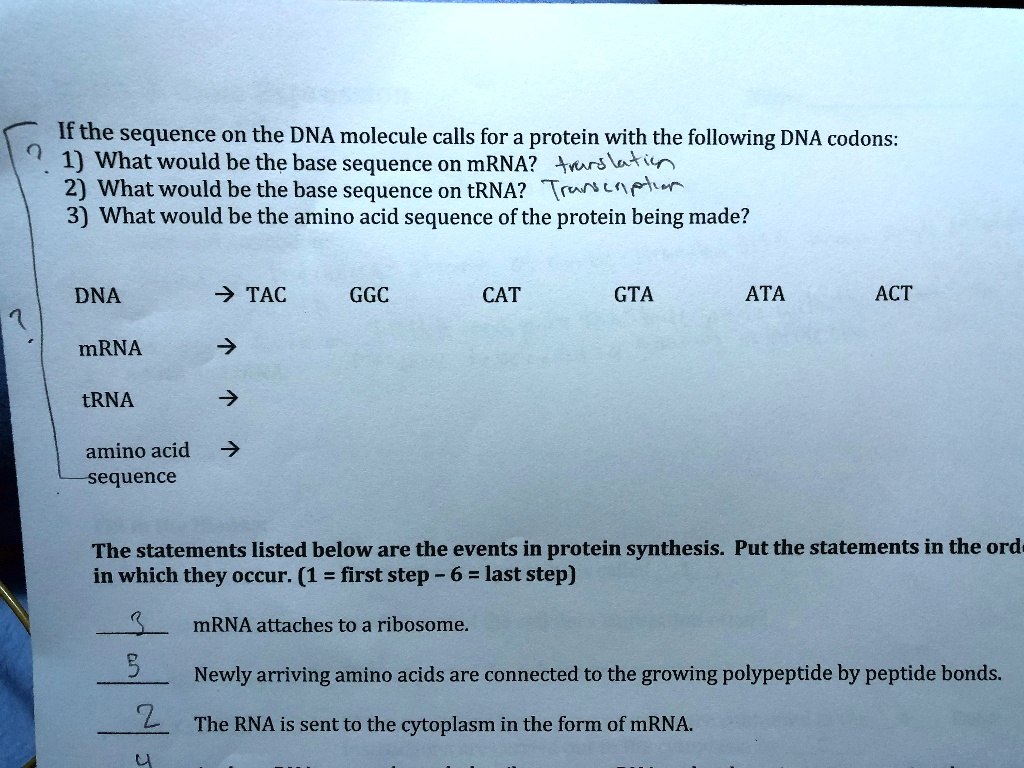 SOLVED: If the sequence on the DNA molecule calls for a protein with ...