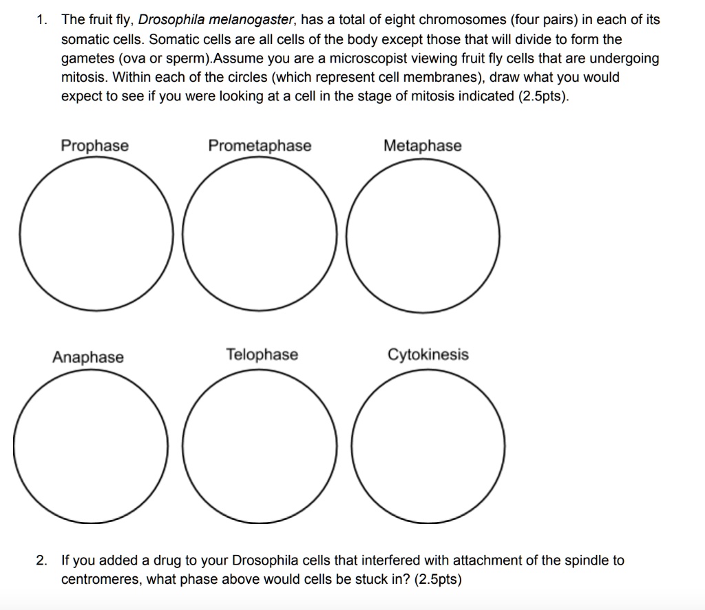 SOLVED: The fruit fly, Drosophila melanogaster; has a total of eight ...