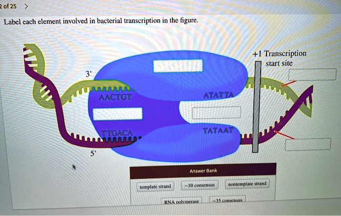 Label each element involved in bacterial transcription in the figure.
3'
AACTGT
ATATTA
TTGACA
5'
TATAAT
+1 Transcription
start site
Answer Bank
template strand
-10 consensus
nontemplate strand
RNA polymerase
-35 consensus