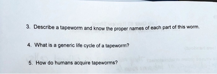 Describe a tapeworm and know the proper names of each part...