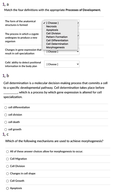 1, a
Match the four definitions with the appropriate Processes of Development.

The form of the anatomical structures is formed
[ Choose ]
Necrosis
Apoptosis
Cell Division
Pattern Formation
Cell Differentiation
Cell Determination
Morphogenesis

The process in which a zygote undergoes to produce a new organism
[ Choose ]

Changes in gene expression that result in cell specialization
[ Choose ]

Cells' ability to detect positional information in the body plan
[ Choose ]

1, b
Cell determination is a molecular decision-making process that commits a cell to a specific developmental pathway. Cell determination takes place before , which is a process by which gene expression is altered for cell specialization.
cell differentiation
cell division
cell death
cell growth

1, c
Which of the following mechanisms are used to achieve morphogenesis?
All of these answer choices allow for morphogenesis to occur.
Cell Migration
Cell Division
Changes in cell shape
Cell Growth
Apoptosis