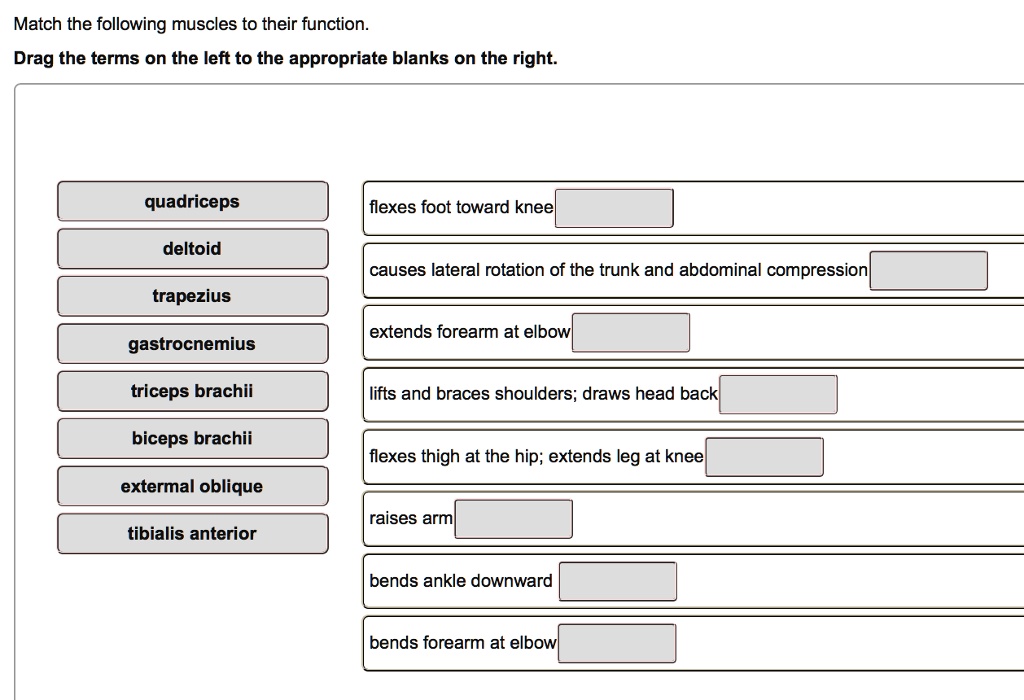 SOLVED Match the following muscles to their function Drag the terms