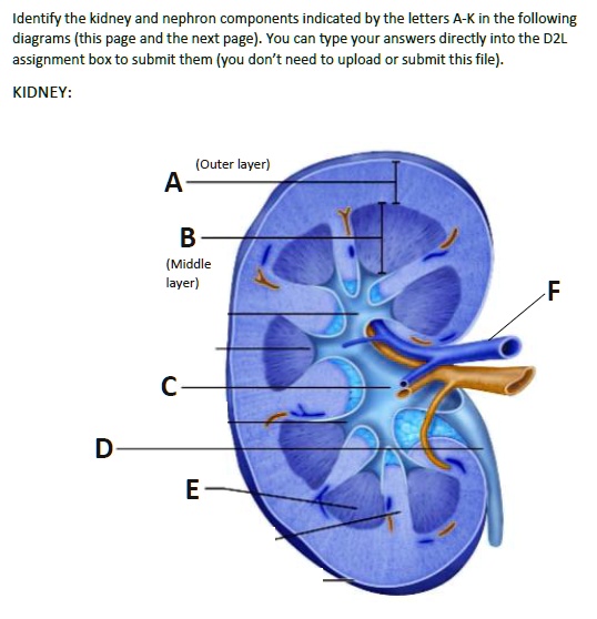 identify the kidney and nephron components indicated by the letters a k in the following diagrams this page and the next page you can type your answers directly into the d2l assignment box t 44985