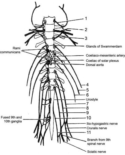 SOLVED:Glands Swammendam Rami communicans Coeliaco-mesenteric artety ...