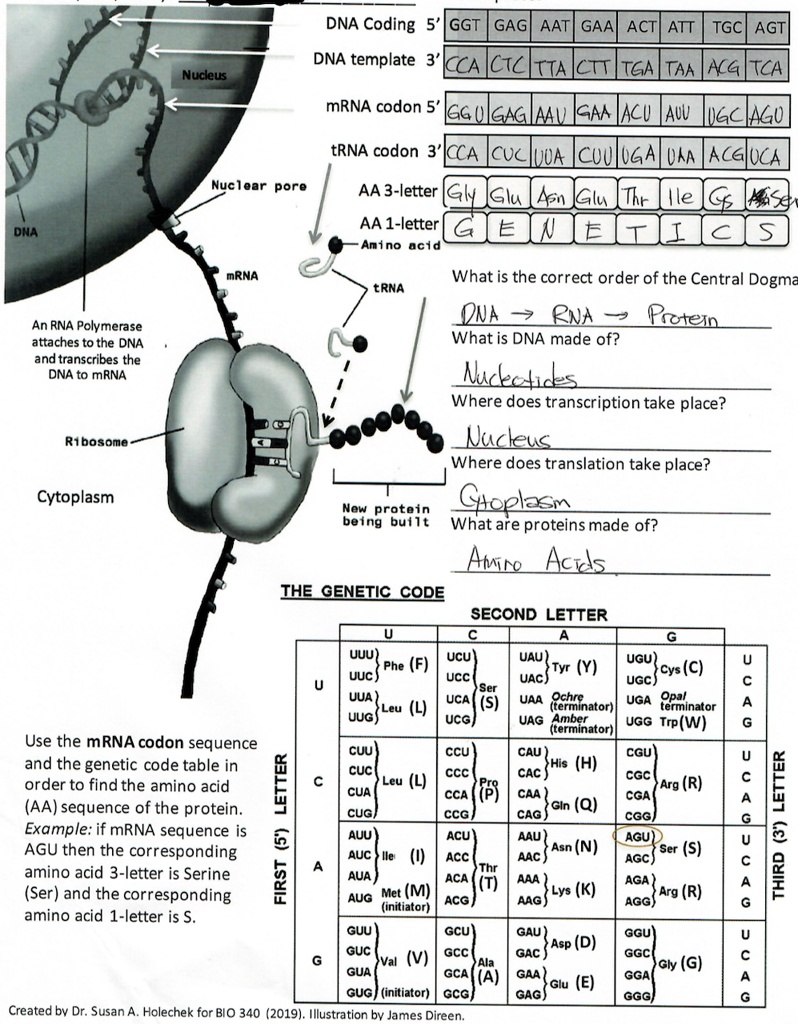 DNA Coding 5' GGT GAG AAT GAA ACT ATT TGC AGT DNA template 3' CCA CTC TTA CTT TGA TAA ACG TCA Nucleus mRNA codon 5' GGU GAG AAU GAA ACU AUU UGC AGU tRNA codon 3' CCA CUC UUA CUU UGA UAA ACG UCA Nuclear pore AA 3-letter Gly Glu Asn Glu Thr Ile Cys Ser AA 1-letter G E N E T I C S Amino acid DNA mRNA tRNA What is the correct order of the Central Dogma DNA -> RNA -> Protein What is DNA made of? Nucleotides Where does transcription take place? Nucleus Where does translation take place? Cytoplasm New protein being built What are proteins made of? Amino Acids THE GENETIC CODE SECOND LETTER U C A G U UUU UUC Phe (F) UCU UCC Ser (S) UAU UAC Tyr (Y) UGU UGC Cys (C) UUA UUG Leu (L) UCA UCG UAA Ochre (terminator) UAG Amber (terminator) UGA Opal terminator UGG Trp(W) C CUU CUC Leu (L) CUA CUG CCU CCC Pro (P) CCA CCG CAU CAC His (H) CAA CAG Gln (Q) CGU CGC Arg (R) CGA CGG A AUU AUC Ile (I) AUA AUG Met (M) (initiator) ACU ACC Thr (T) ACA ACG AAU AAC Asn (N) AAA AAG Lys (K) AGU AGC Ser (S) AGA AGG Arg (R) G GUU GUC Val (V) GUA GUG (initiator) GCU GCC Ala (A) GCA GCG GAU GAC Asp (D) GAA GAG Glu (E) GGU GGC Gly (G) GGA GGG An RNA Polymerase attaches to the DNA and transcribes the DNA to mRNA Ribosome Cytoplasm Use the mRNA codon sequence and the genetic code table in order to find the amino acid (AA) sequence of the protein. Example: if mRNA sequence is AGU then the corresponding amino acid 3-letter is Serine (Ser) and the corresponding amino acid 1-letter is S. Created by Dr. Susan A. Holechek for BIO 340 (2019). Illustration by James Direen.