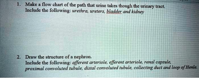 Make a flow chart of the path that urine takes though the urinary tract ...