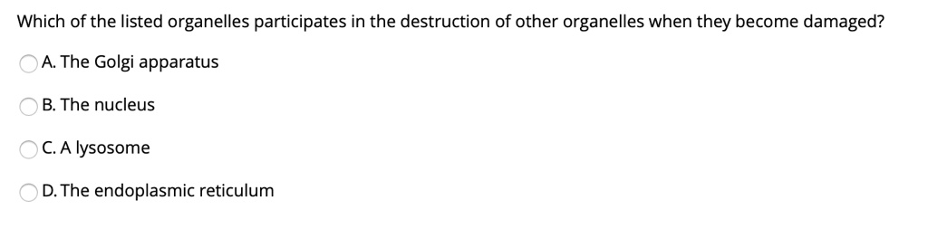 Which of the listed organelles participates in the destruction of other organelles when they become damaged?

A. The Golgi apparatus
B. The nucleus
C. A lysosome
D. The endoplasmic reticulum