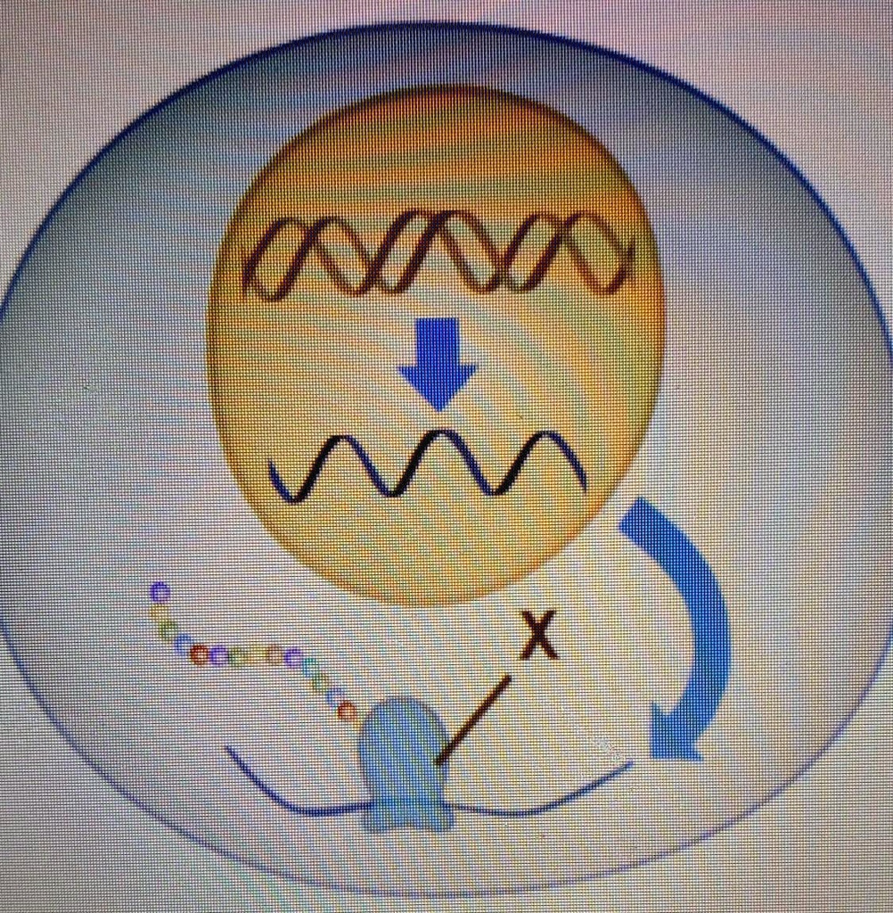 SOLVED The diagram shows steps and structures involved in protein