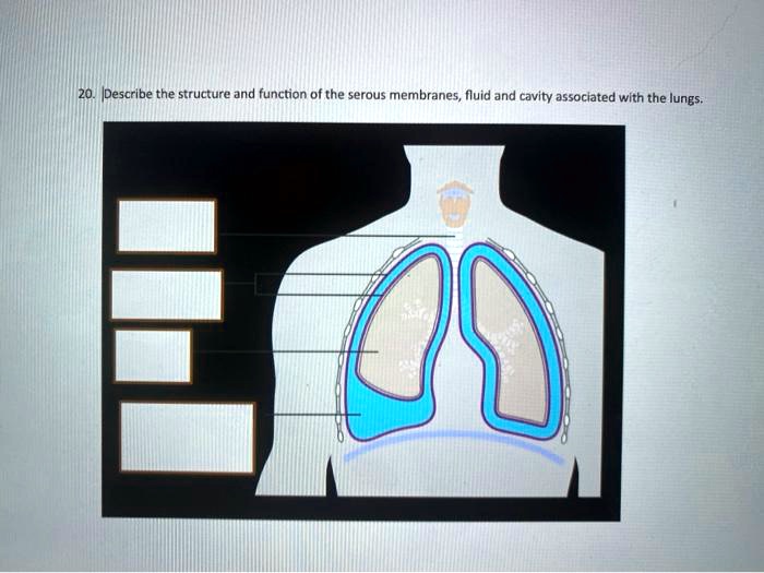 VIDEO solution: 20. Describe the structure and function of the serous ...