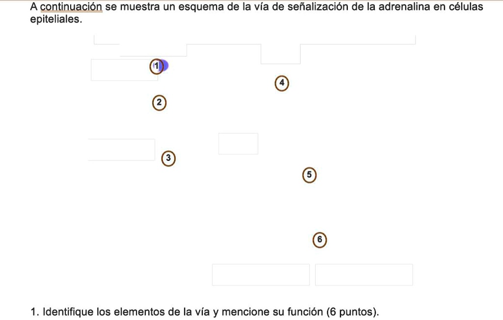 SOLVED: Porfaaaa ayuda con esto , es sobre señalizacion celular A
