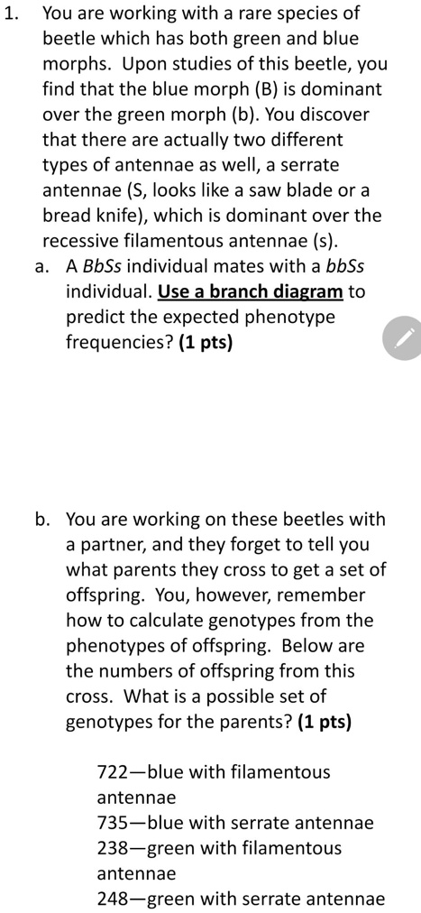 SOLVED: You are working with a rare species of beetle which has both ...