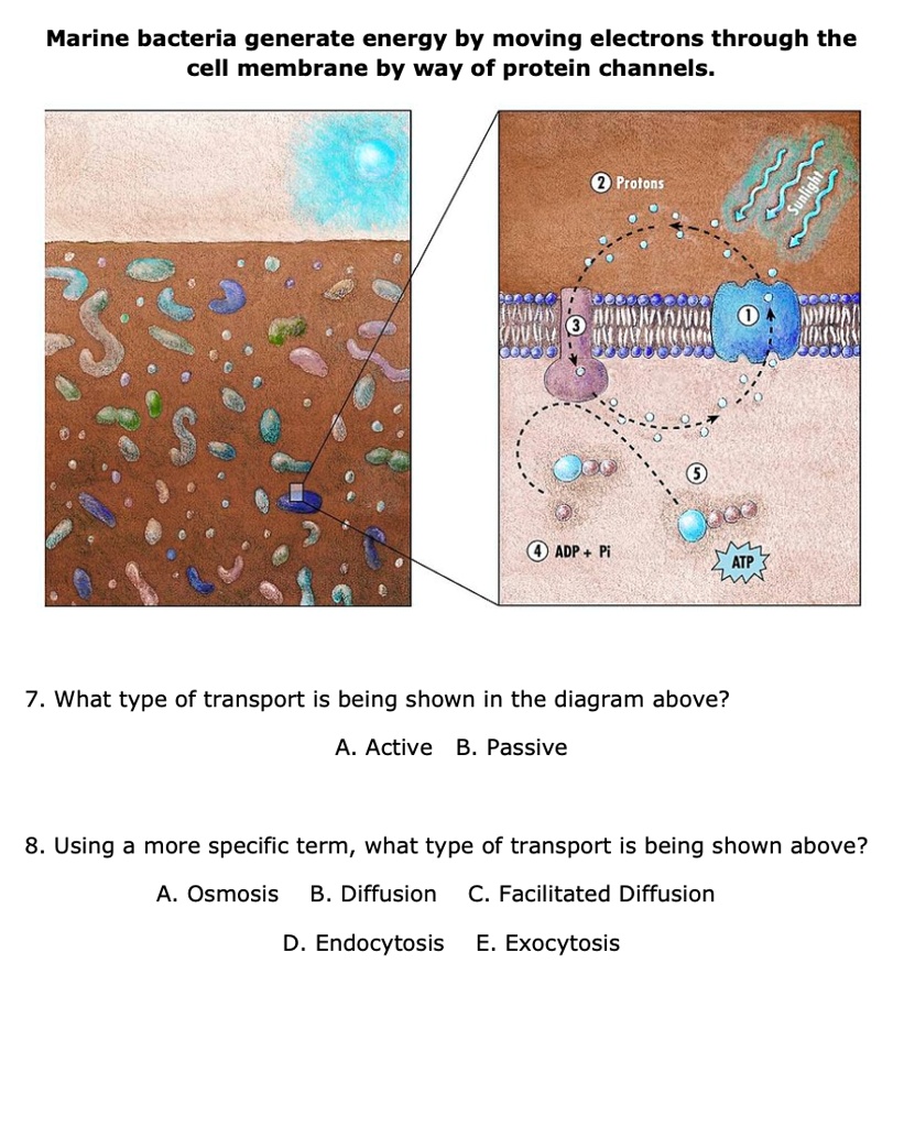 SOLVED Marine bacteria generate energy by moving electrons through the