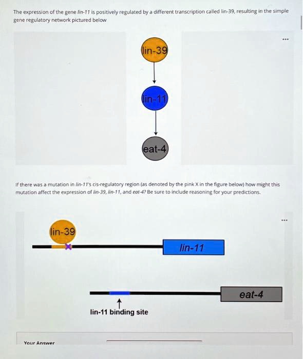 Genes Lin The expression of the gene lin-11 is positively regulated by...