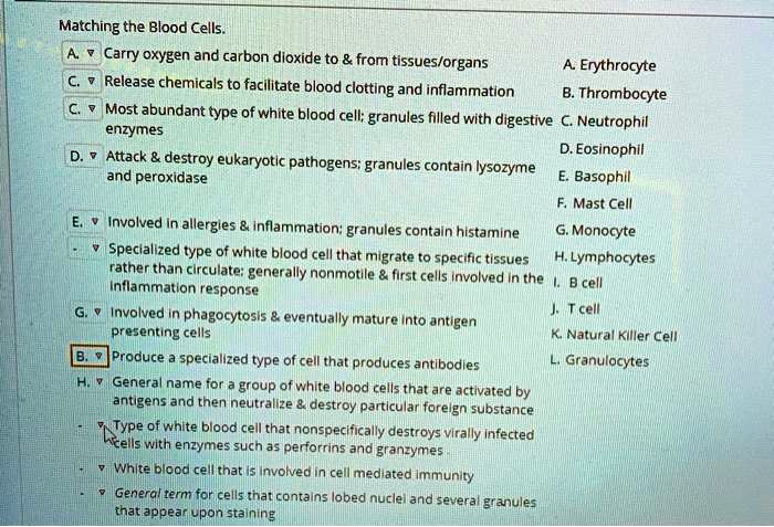 Matching the Blood Cells.
A. Carry oxygen and carbon dioxide to     from tissues/organs
C. Release chemicals to facilitate blood clotting and inflammation
C. Most abundant type of white blood cell; granules filled with digestive enzymes
D. Attack     destroy eukaryotic pathogens; granules contain lysozyme and peroxidase
E. Involved in allergies     inflammation; granules contain histamine
- Specialized type of white blood cell that migrate to specific tissues rather than circulate; generally nonmotile     first cells involved in the inflammation response
G. Involved in phagocytosis     eventually mature into antigen presenting cells
B. Produce a specialized type of cell that produces antibodies
H. General name for a group of white blood cells that are activated by antigens and then neutralize     destroy particular foreign substance
- Type of white blood cell that nonspecifically destroys virally infected cells with enzymes such as perforrins and granzymes
- White blood cell that is involved in cell mediated immunity
- General term for cells that contains lobed nuclei and several granules that appear upon staining

A. Erythrocyte
B. Thrombocyte
C. Neutrophil
D. Eosinophil
E. Basophil
F. Mast Cell
G. Monocyte
H. Lymphocytes
I. B cell
J. T cell
K. Natural Killer Cell
L. Granulocytes