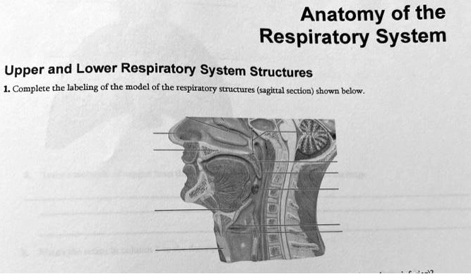 Anatomy of the Respiratory System Upper and Lower Res… - SolvedLib