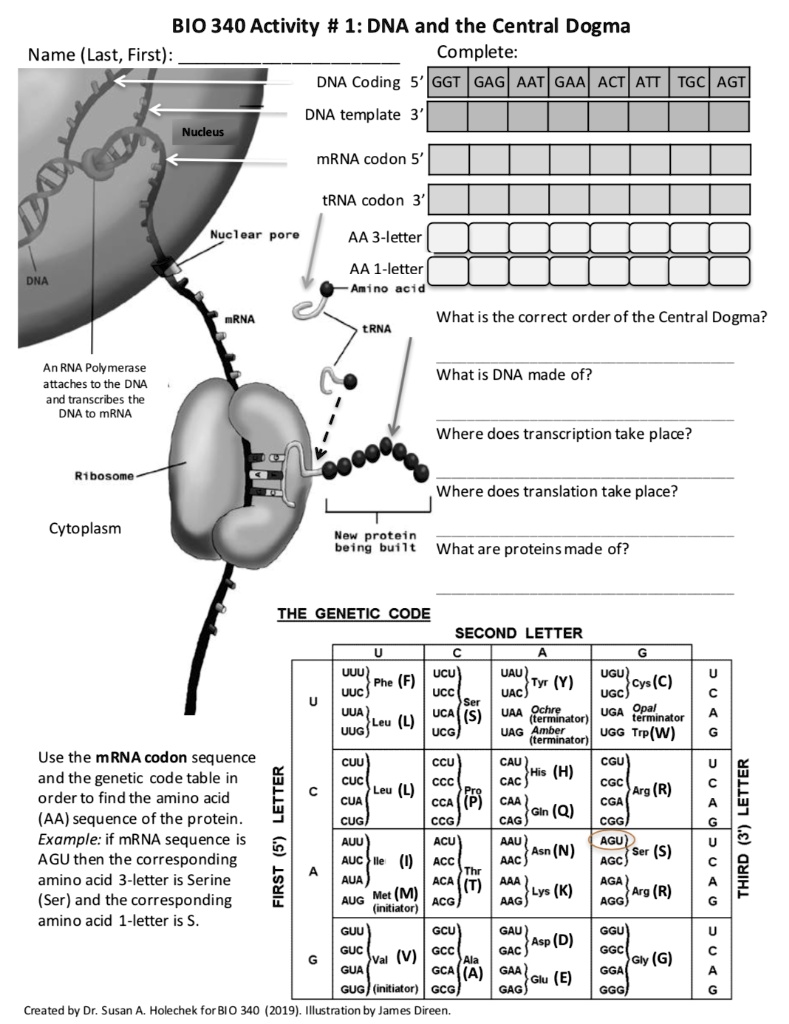 solved-bio-340-activity-1-dna-and-the-central-dogma-name-last