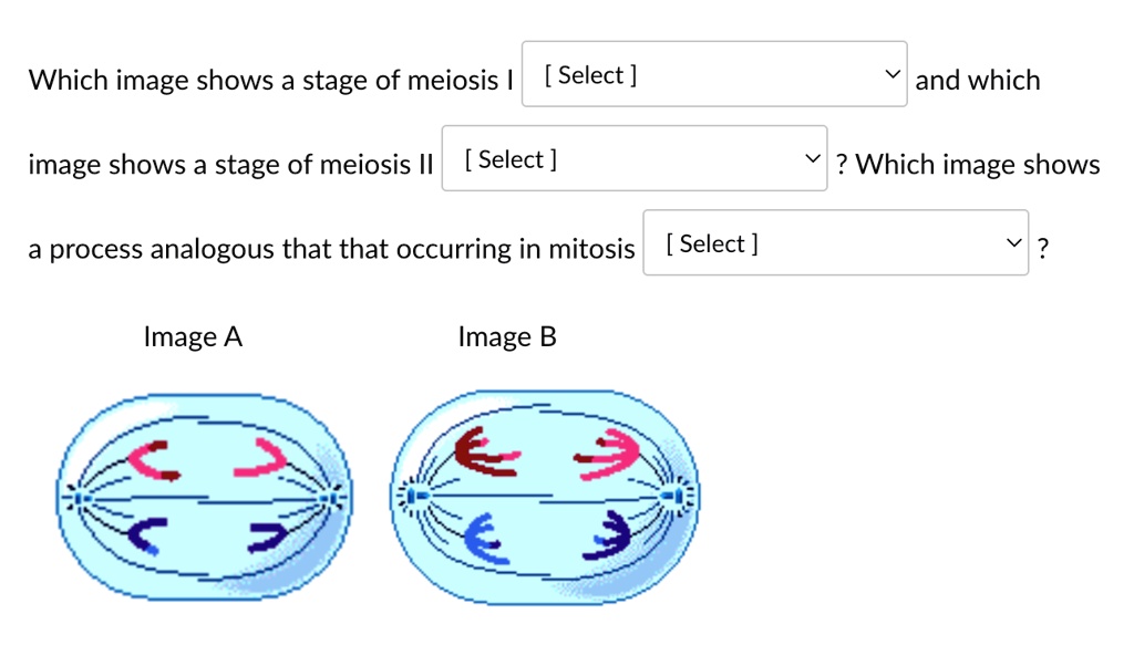 Which image shows a stage of meiosis I [Select] and which image shows a ...