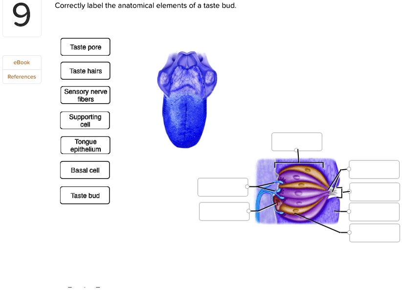 SOLVED: Correctly label the anatomical elements of a taste bud. 9