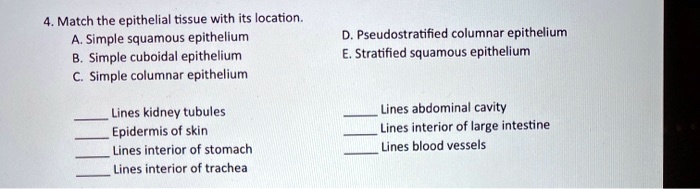 4. Match the epithelial tissue with its location.
A. Simple squamous epithelium
B. Simple cuboidal epithelium
C. Simple columnar epithelium
D. Pseudostratified columnar epithelium
E. Stratified squamous epithelium

 Lines kidney tubules
 Epidermis of skin
 Lines interior of stomach
 Lines interior of trachea
 Lines abdominal cavity
 Lines interior of large intestine
 Lines blood vessels