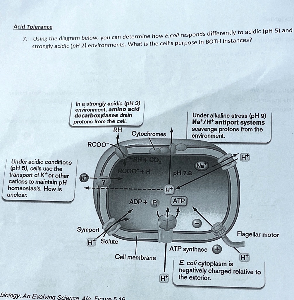 SOLVED: Acid Tolerance differently to acidic (pH 5) and Using the ...