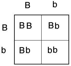 'According to the Punnett square: B represents the dominant gene for ...