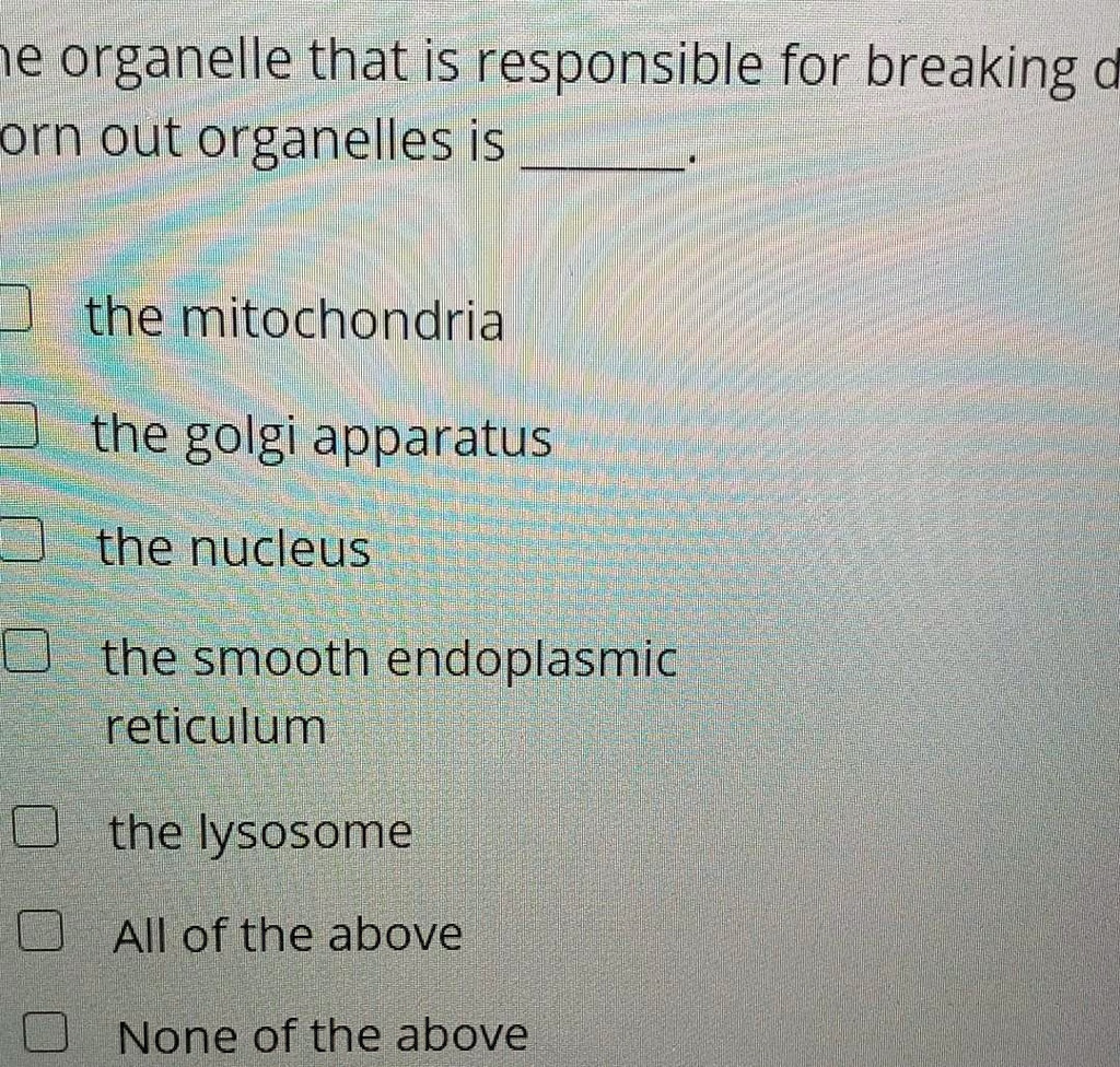 the organelle that is responsible for breaking down worn out organelles is .

the mitochondria
the golgi apparatus
the nucleus
the smooth endoplasmic reticulum
the lysosome
All of the above
None of the above