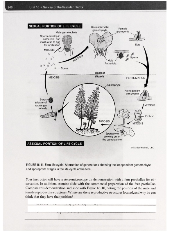 Solved Unit 16 Survey Of The Vascular Plants Sexual Portion Of Life Cycle Hermaphrodite 5247