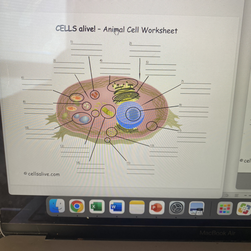 SOLVED: CELLS alive! - Animal Cell Worksheet
