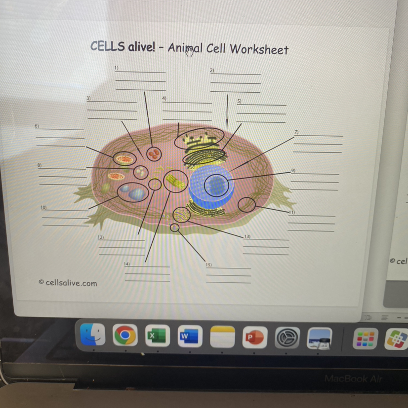 SOLVED CELLS Alive Animal Cell Worksheet